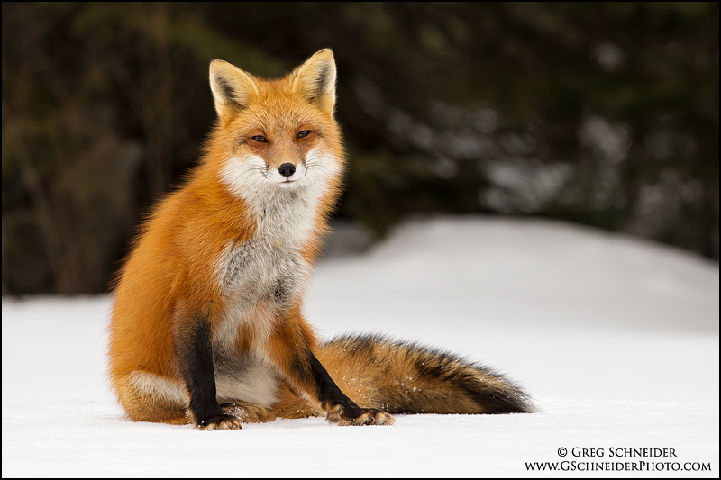 Fox Renard Nappe Extérieure Fox Fluffy dans la forêt 